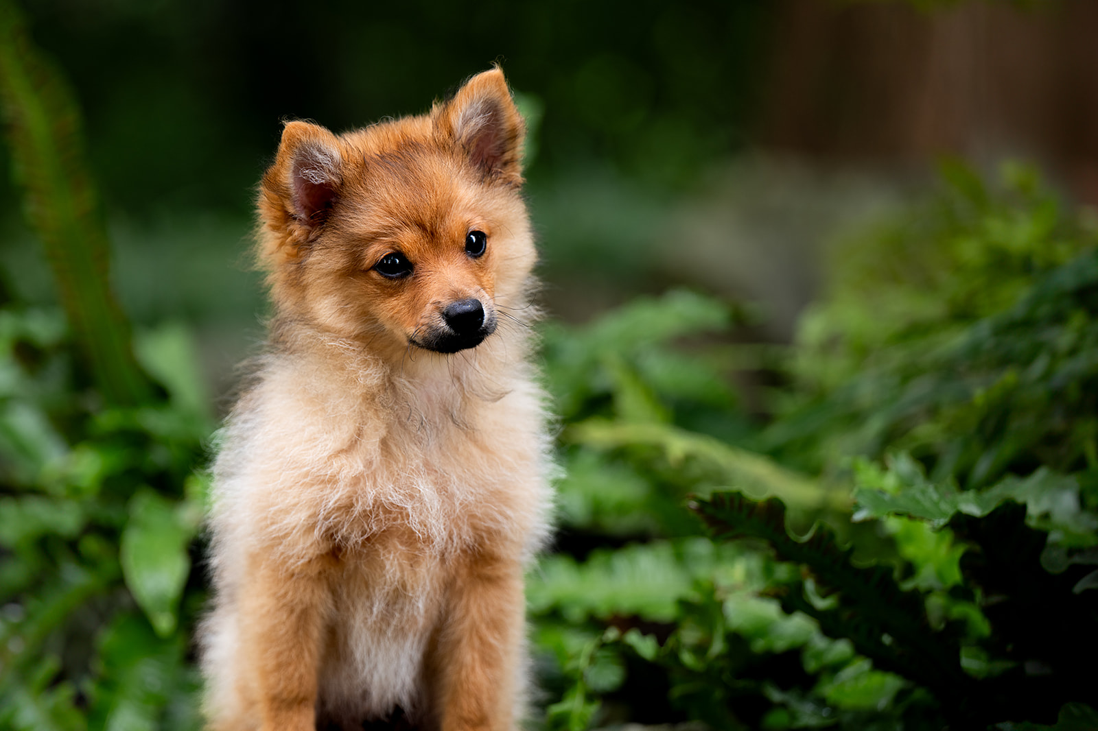 Honden